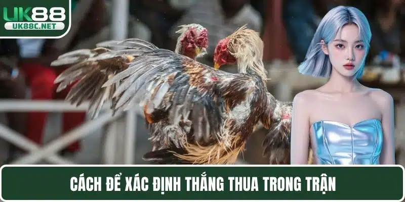 Đá Gà Tre – Theo Dõi Đa Dạng Trận Chọi Kê Đặc Sắc Nhất