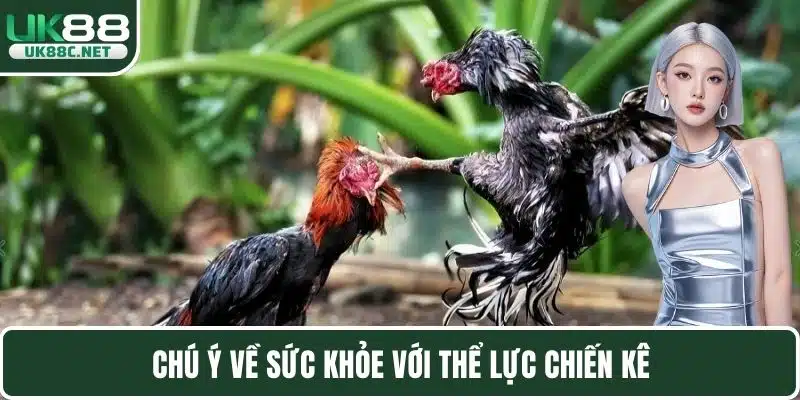 Đá Gà Tre – Theo Dõi Đa Dạng Trận Chọi Kê Đặc Sắc Nhất