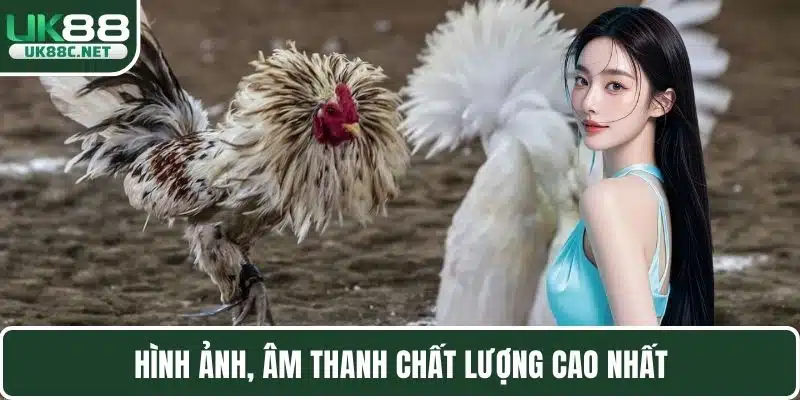 Đá Gà UK88 Mang Đến Các Trận Chọi Kê Đẳng Cấp Nhất