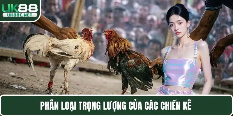 Đá Gà C1 Thomo - Những Quy Tắc Và Chiến Kê Phổ Biến