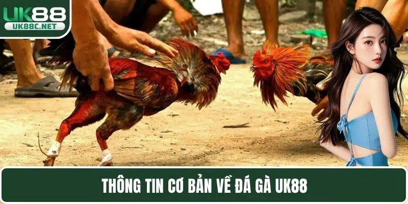 Đá Gà UK88 Mang Đến Các Trận Chọi Kê Đẳng Cấp Nhất