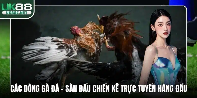 Các Dòng Gà Đá - Sàn Đấu Chiến Kê Trực Tuyến Hàng Đầu