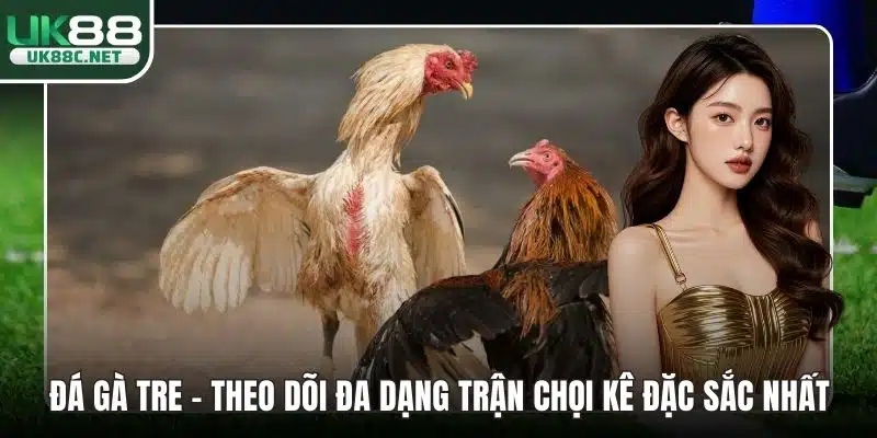 Đá Gà Tre – Theo Dõi Đa Dạng Trận Chọi Kê Đặc Sắc Nhất