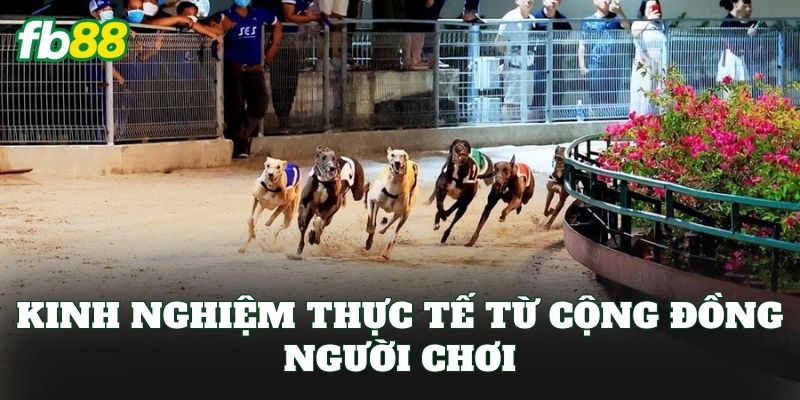 Cá Cược Đua Chó: Cách Chơi Hiệu Quả Cho Bet Thủ FB88 Cá Cược Đua Chó: Cách Chơi Hiệu Quả Cho Bet Thủ FB88